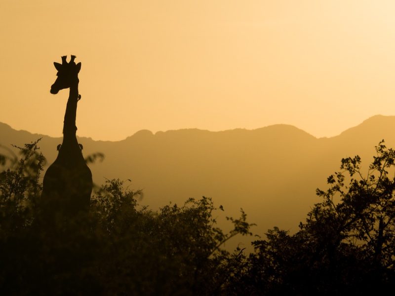 Sud Africa: Cancellazione e Riattivazione delle Società